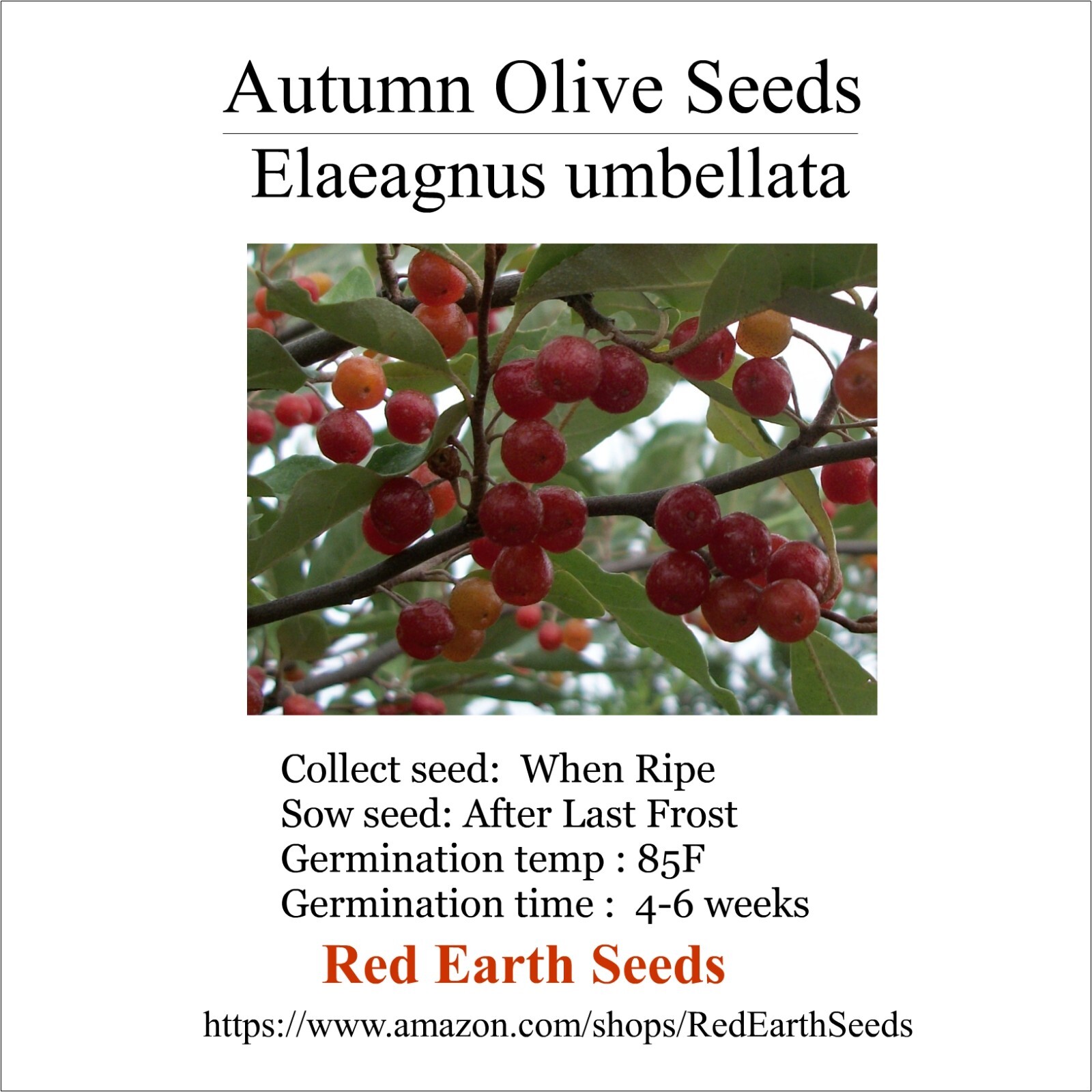 Autumn Olive – 20 Seeds – Elaeagnus umbellata