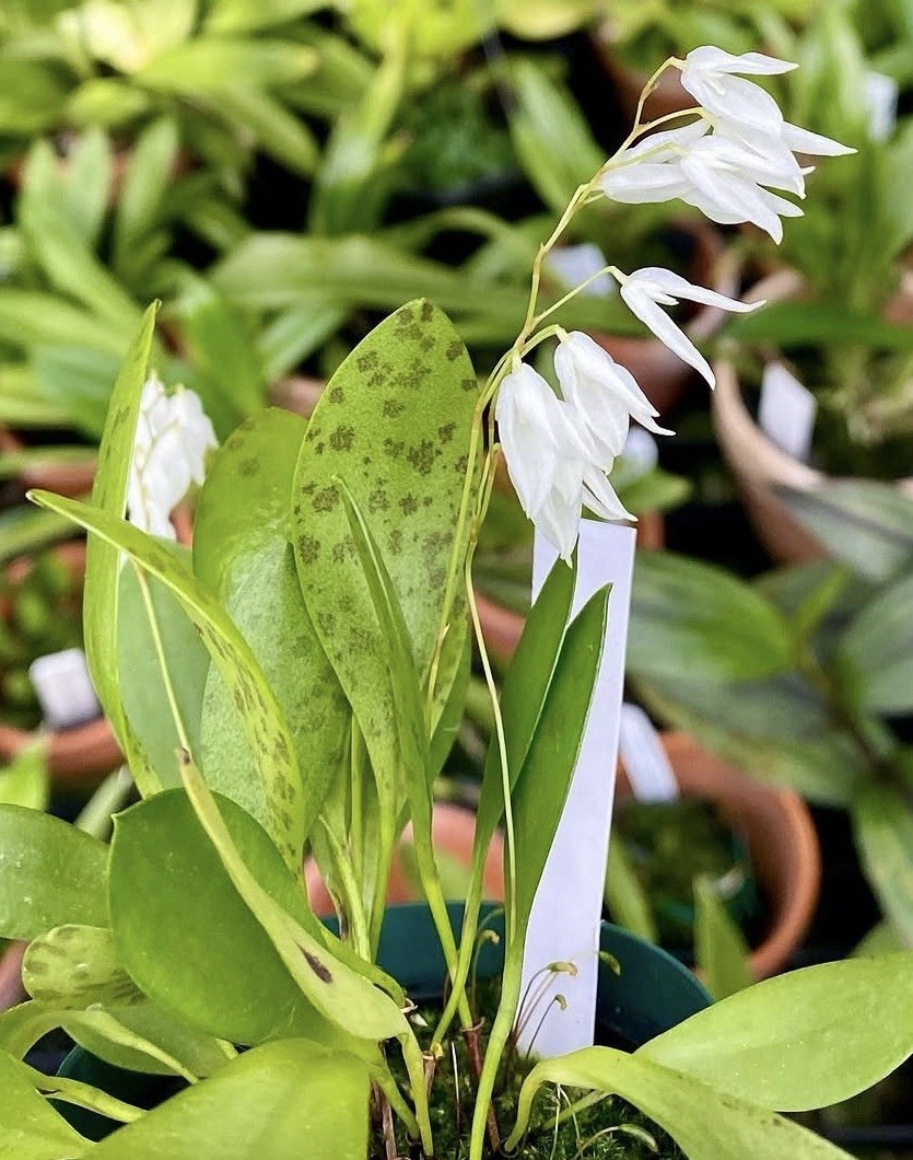 Pleurothallis pterophora Fragrant Uncommon Orchid Species Miniature