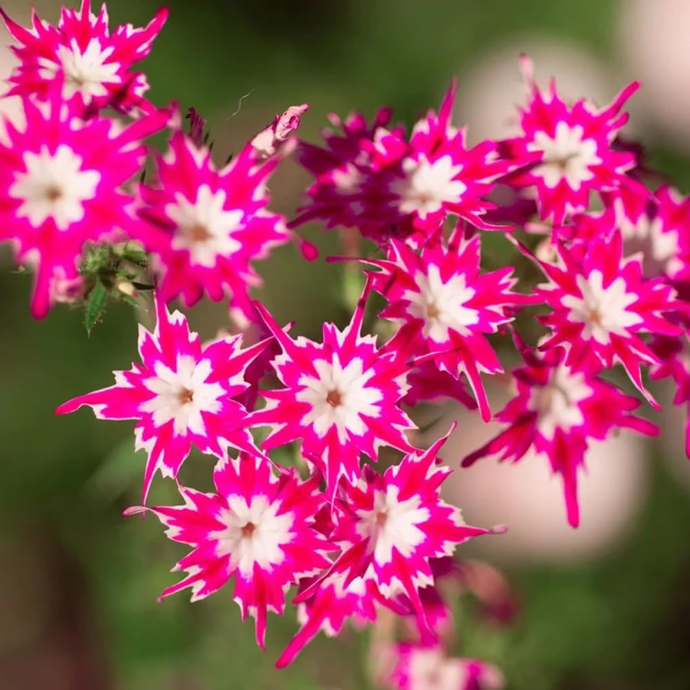 1508+ Creeping Mixed Phlox Seeds for Planting,Bright Perennial Creeping Phlox Se