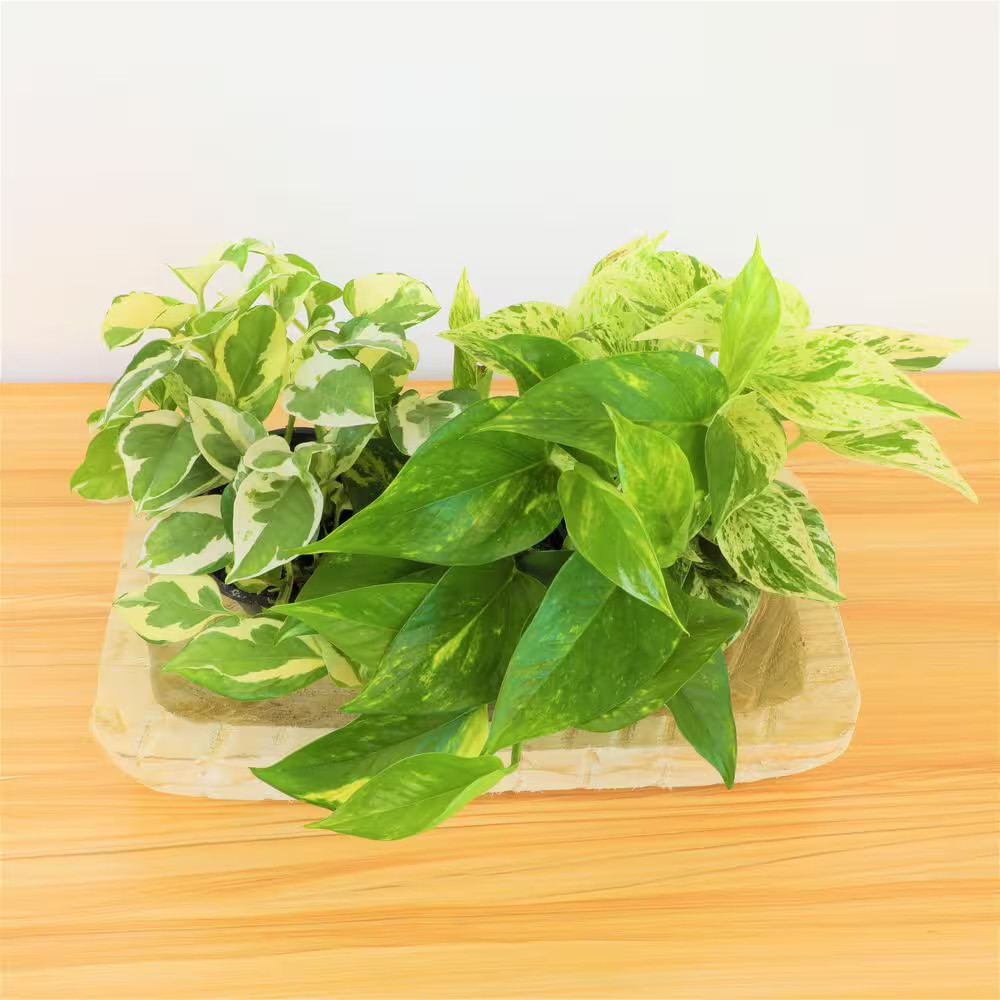 Easy Air Purifying Pothos Plants Live Indoor Houseplants Variety Pack, 4.25 In.