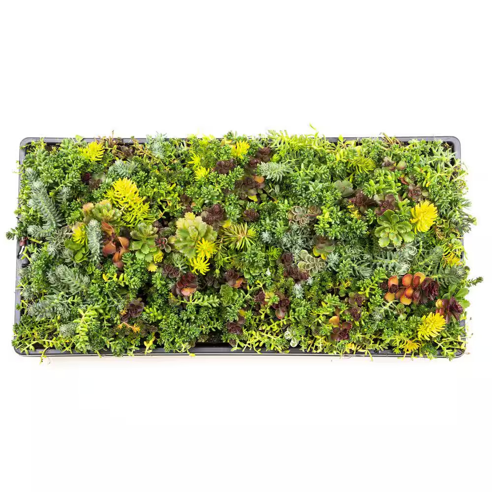 Drought Tolerant Sedum Succulent Plant Mat (10 In. X 20 In.), Sprawling Ground C