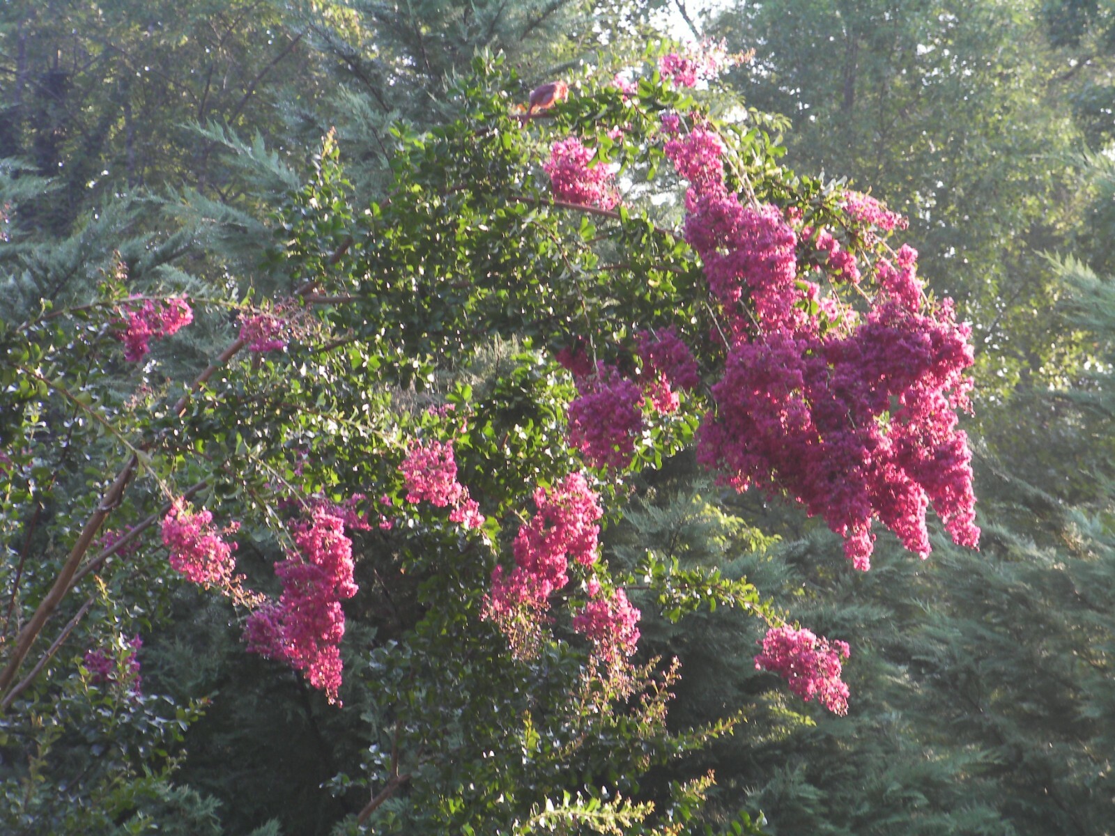 25+5 cuttings Beautiful Red Pink Raspberry Crepe Myrtle Crape Tree Lagerstroemia