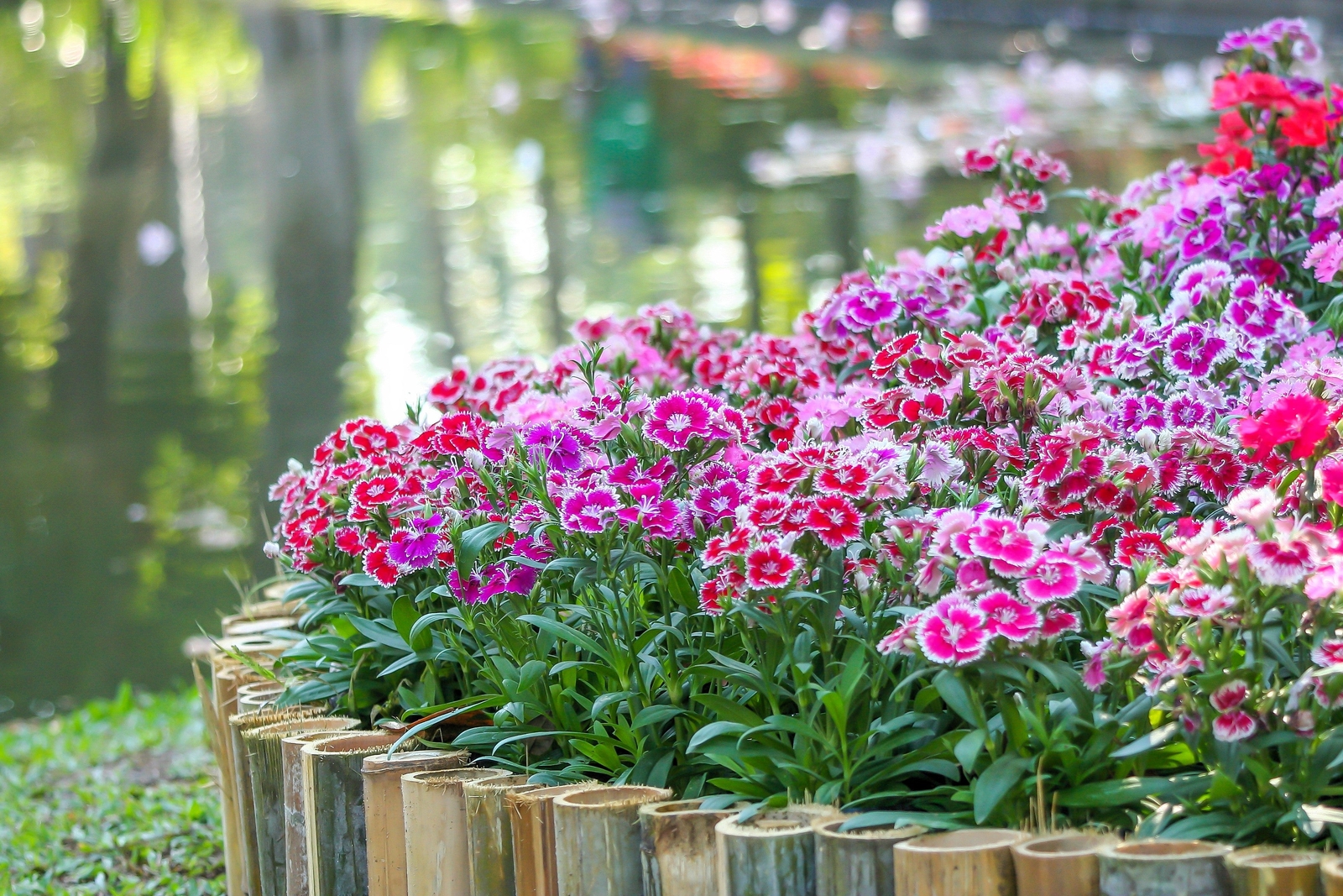 500 MIXED CHINESE PINKS China Rainbow Pink Dianthus Chinensis Bicolor Flower See