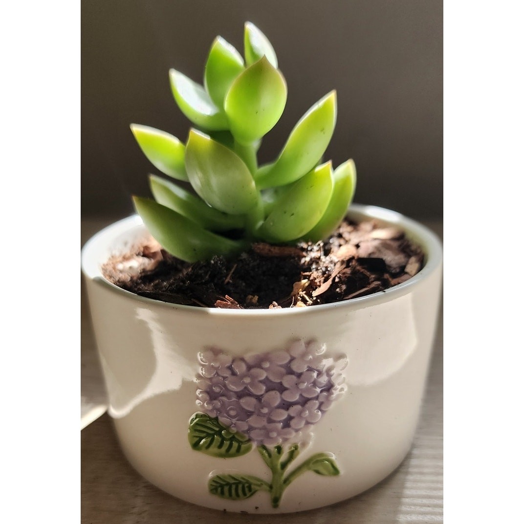 Succulent in Hydrangea Pot | Live Plant | Floral Ceramic Gift