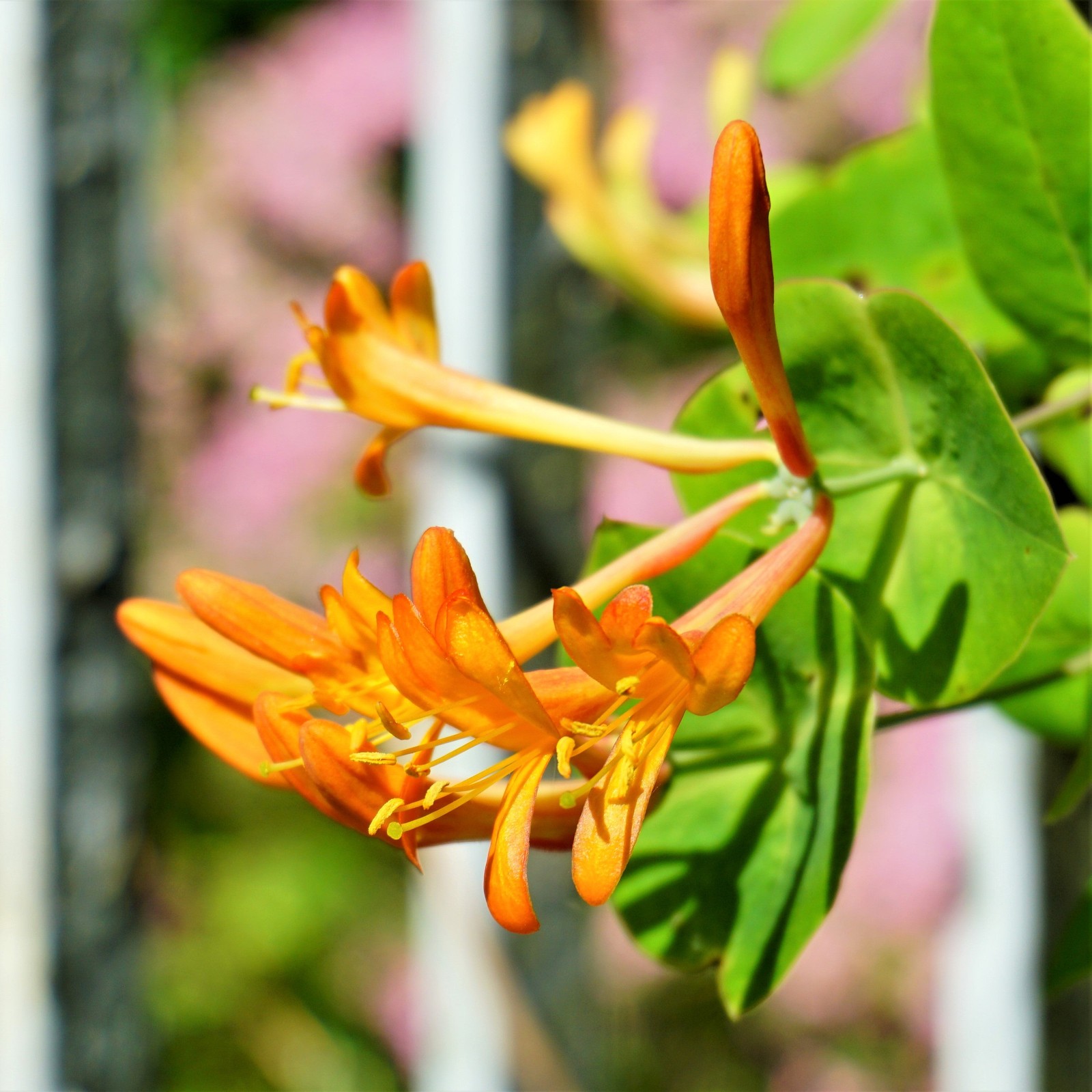 Honeysuckle Mandarin Vine 1 Potted Plant – Rooted in a Quart Pot, Easy to Grow