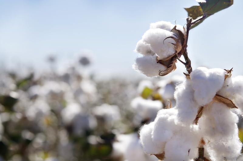 Cotton Seeds for Planting Gossypium Hirsutum 100 HighQuality Seeds