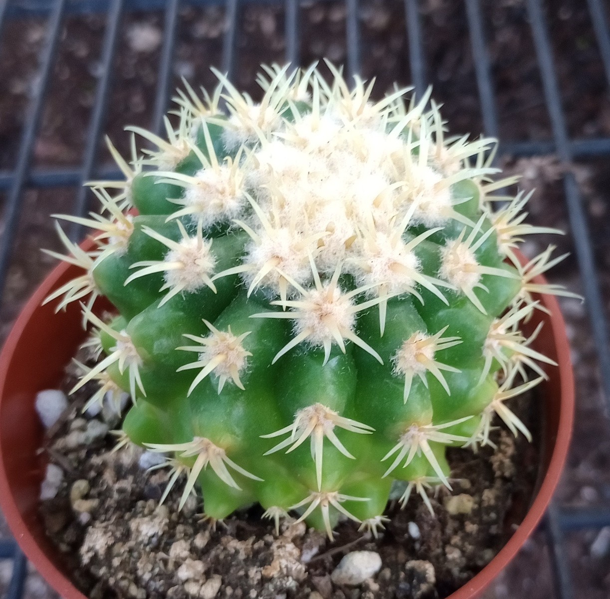 Echinocactus grusonii v. Brevispina Golden Barrel Cactus Short Spines 55