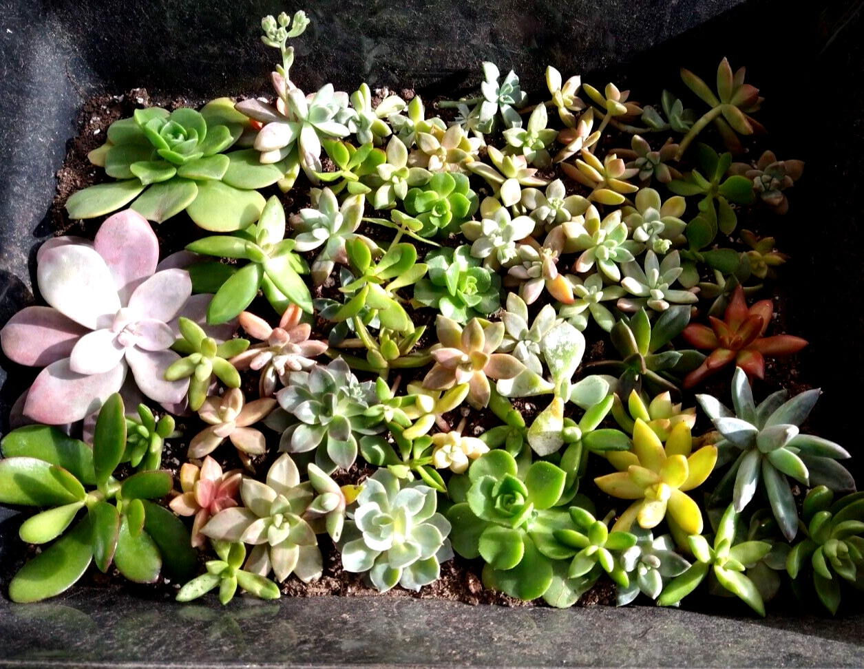Lot= 15 assorted healthy succulent cuttings * from mature beautiful plants