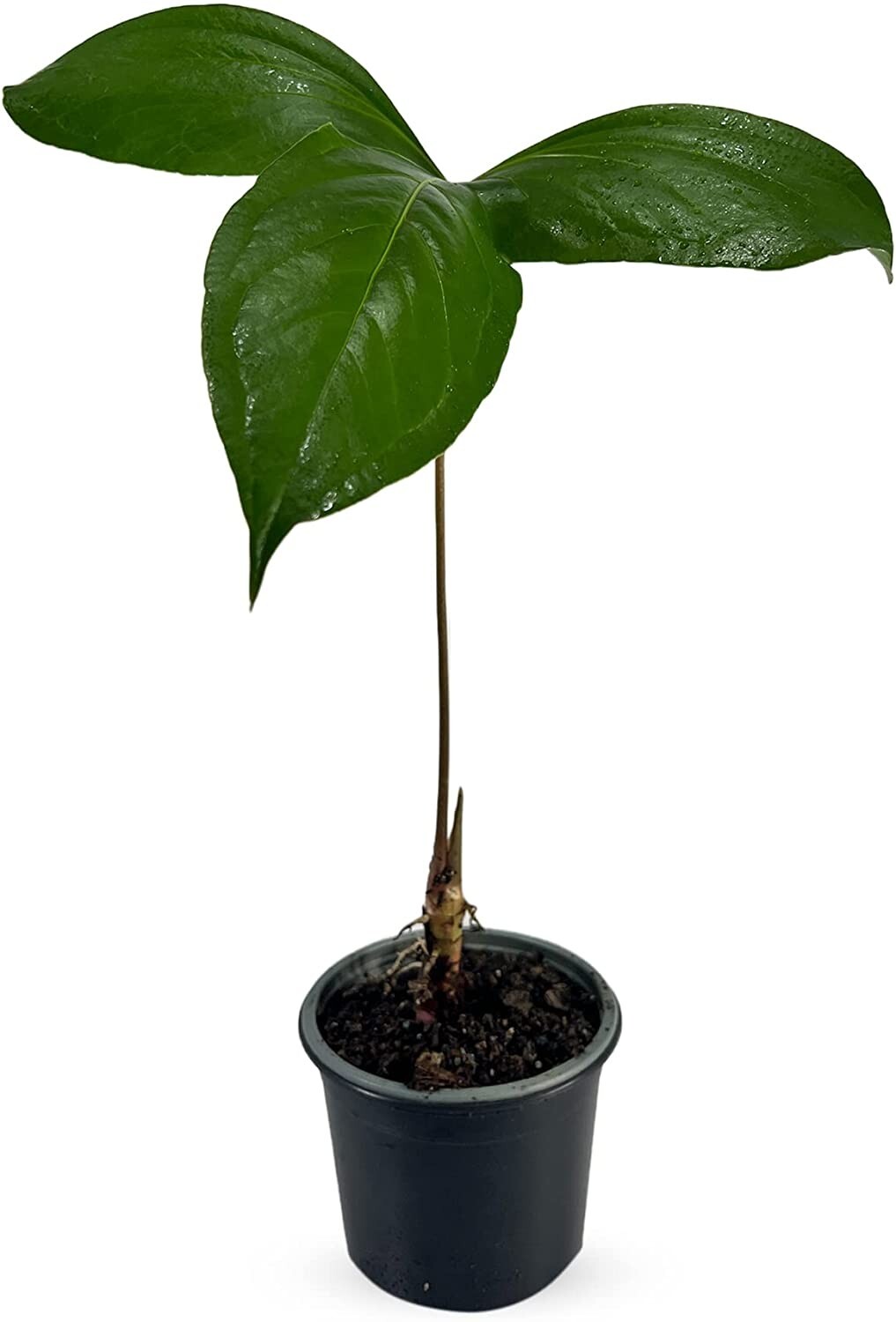 Anthurium Pynkleyi by LEAL PLANTS ECUADOR |Green Live House Plants for Indoors
