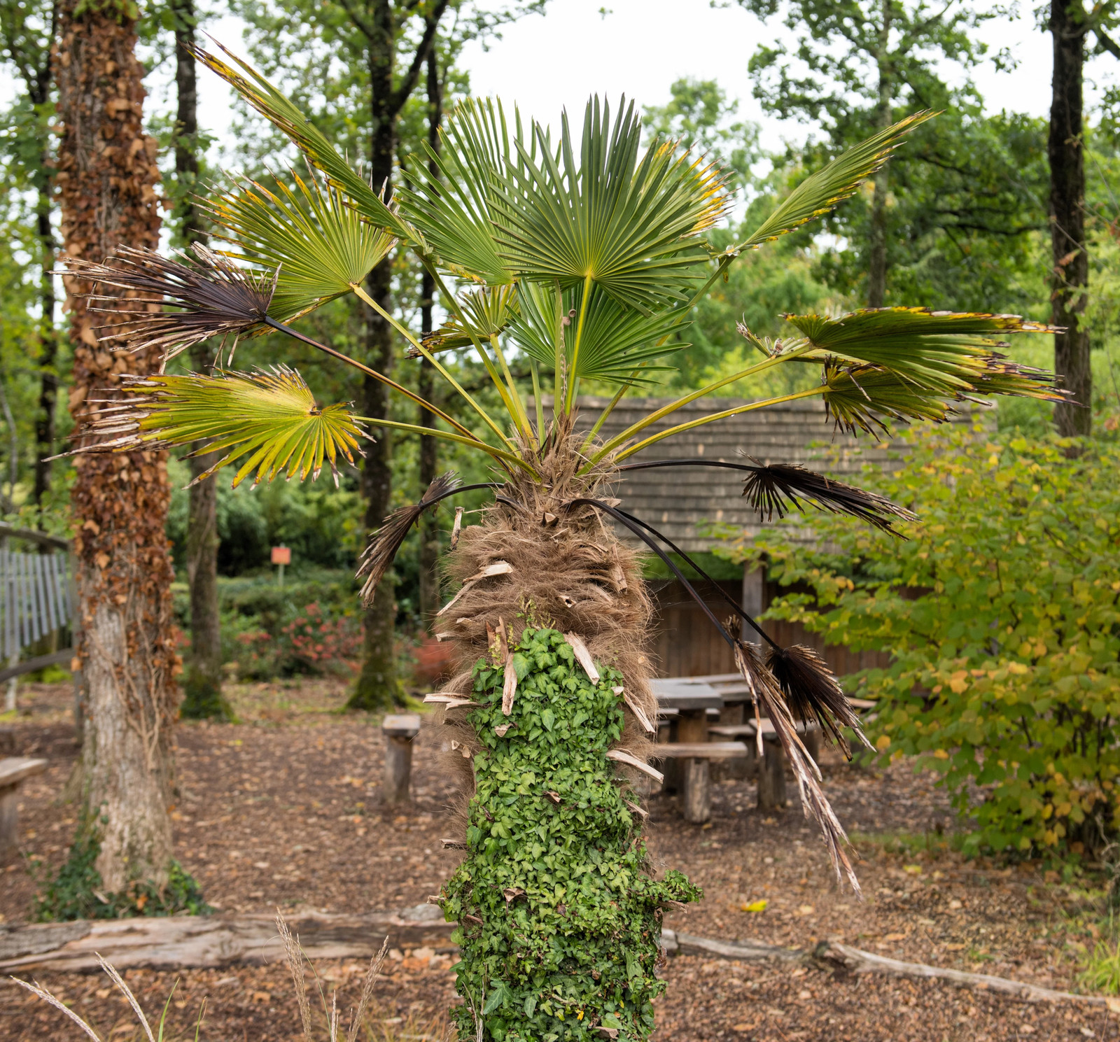 10 WAGNER WINDMILL PALM Trachycarpus Fortunei Wagnerianus Tree Houseplant Seeds