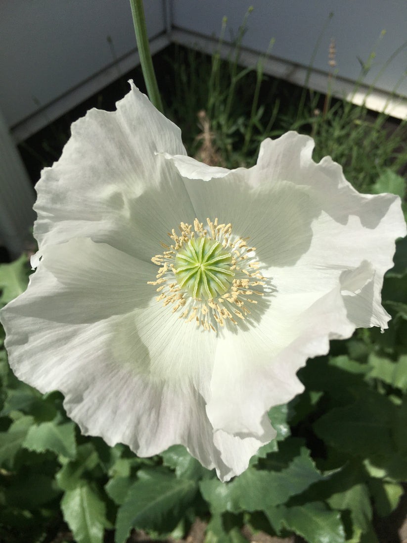 3,000 – 1 Gram Peshawar White Poppy Seeds – P. Somniferum – Giant & Solid White