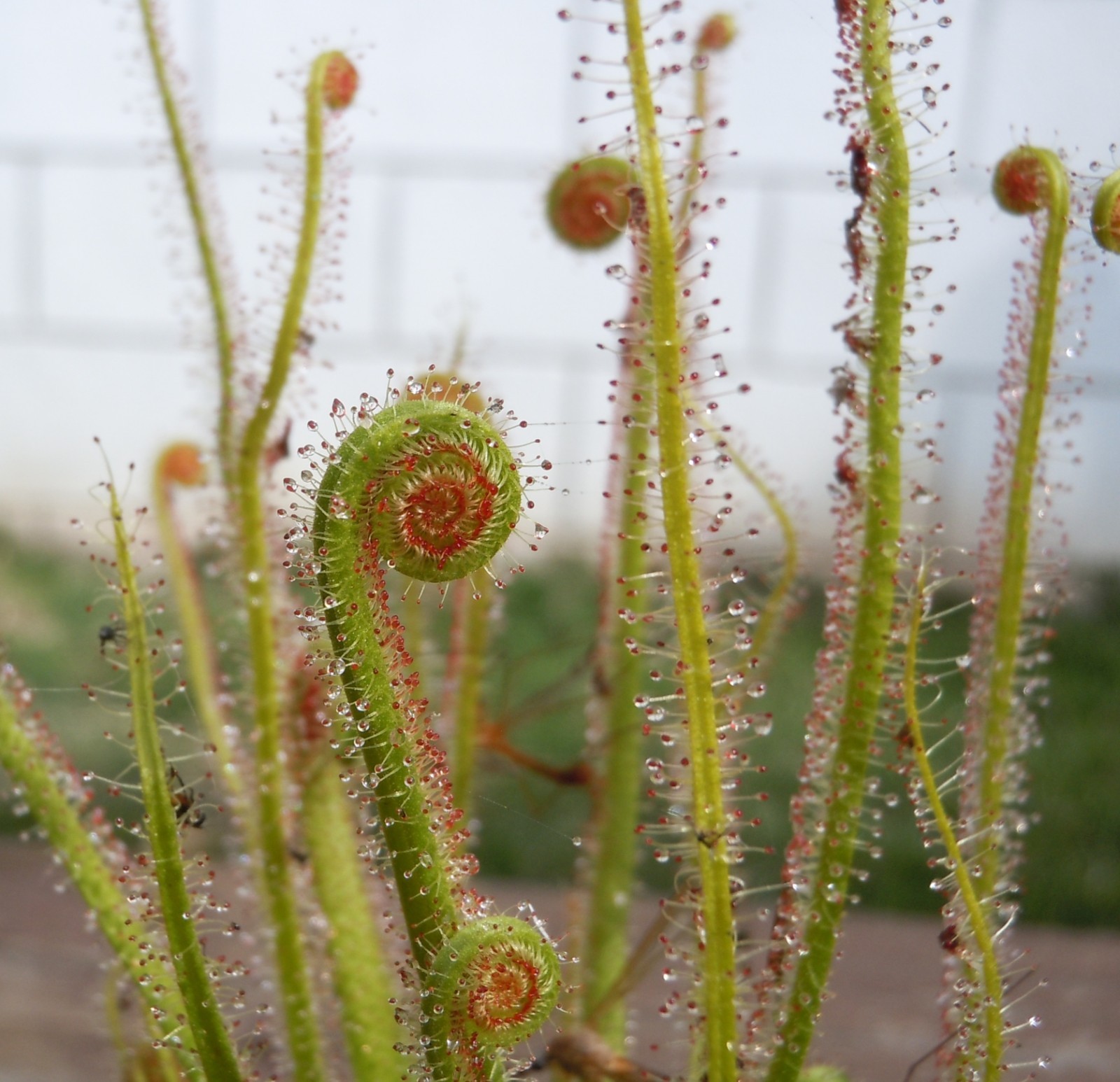 Live Carnivorous Plants – Drosera Florida Giant Sundew (large size)