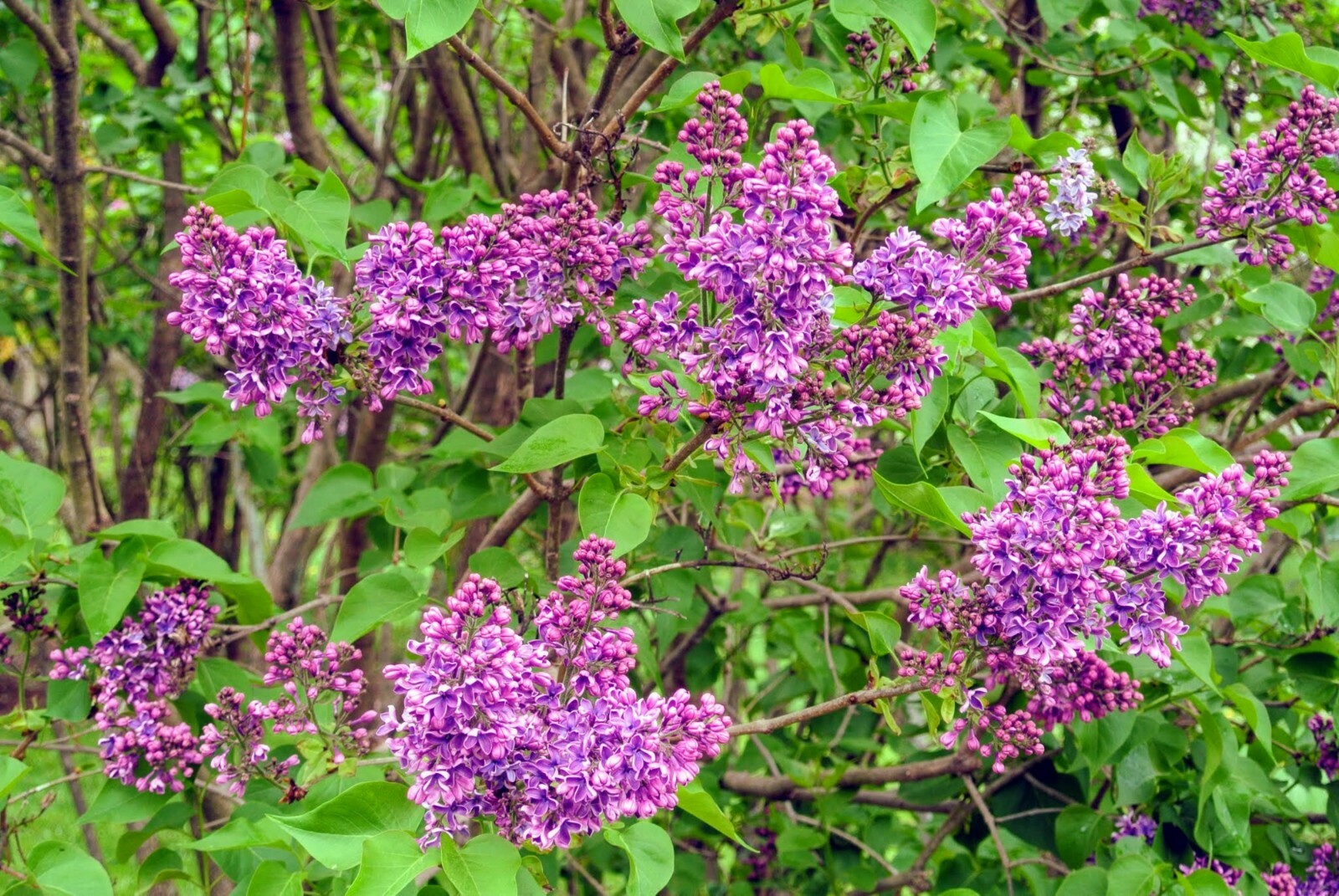 Purple Lilac 1 у.o. plant 6-10” tall, Syringa Vulgaris, Common Lilac