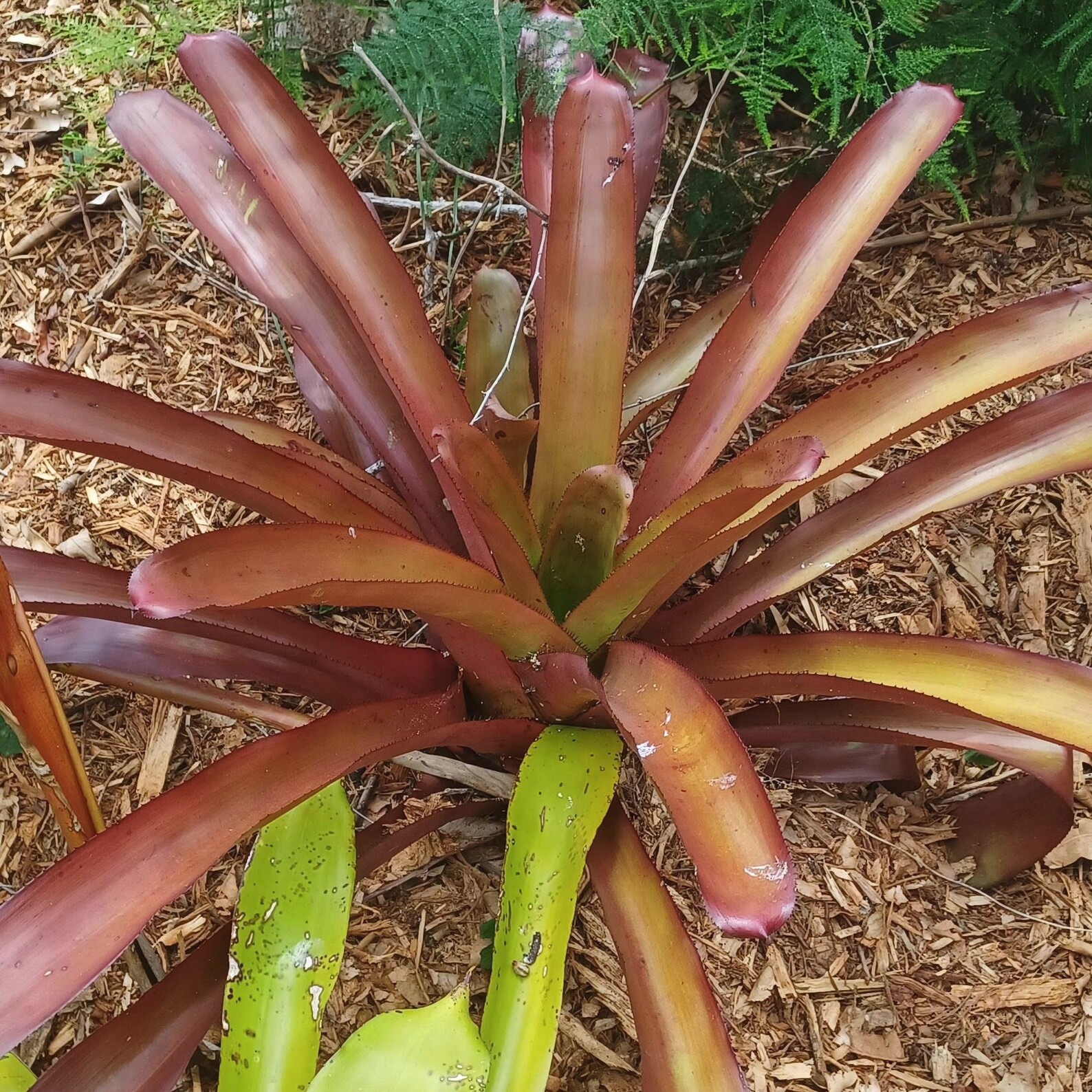 BUY 4 SAVE 15% BROMELIAD xPortemea REDARTY Offset – Sun Loving Bigeneric