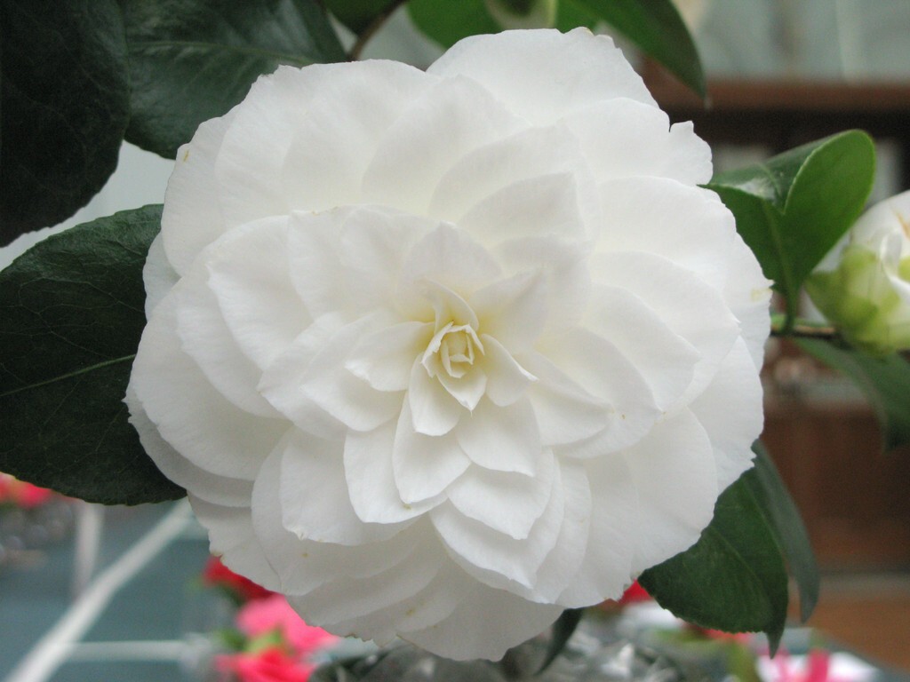Nuccio’s Gem~~Camellia Japonica-Live Starter Plant -Highly Variable Blooms!