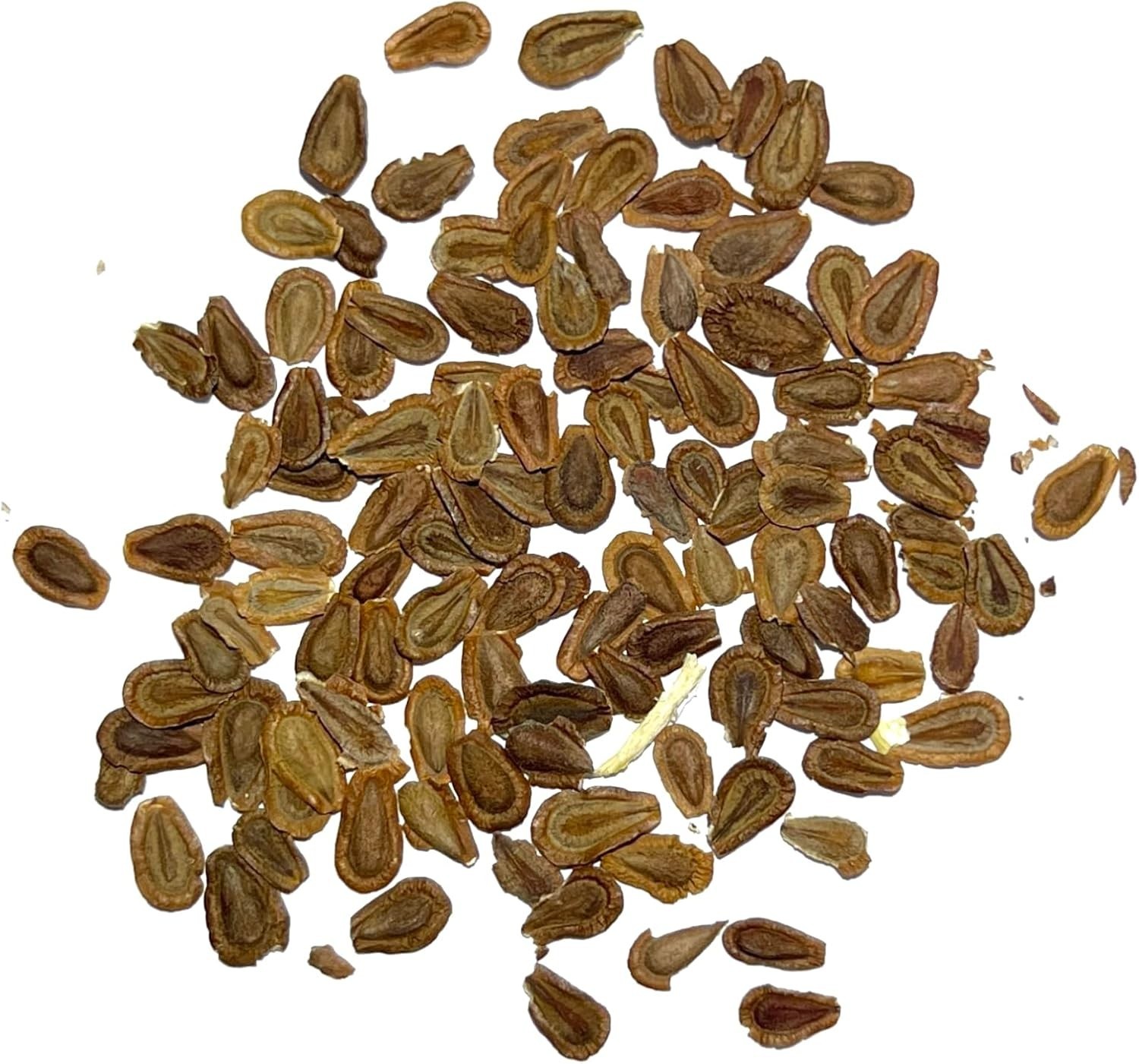 Common Asclepias Syriaca Milkweed Seeds – 1 Pack for Perennial Butterfly Blooms