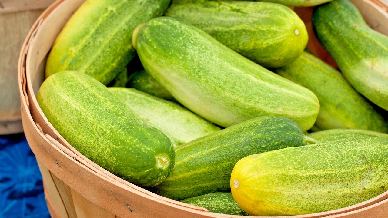 31+Muncher CUCUMBER Seeds Organic Summer Vegetable Garden Patio Container Easy