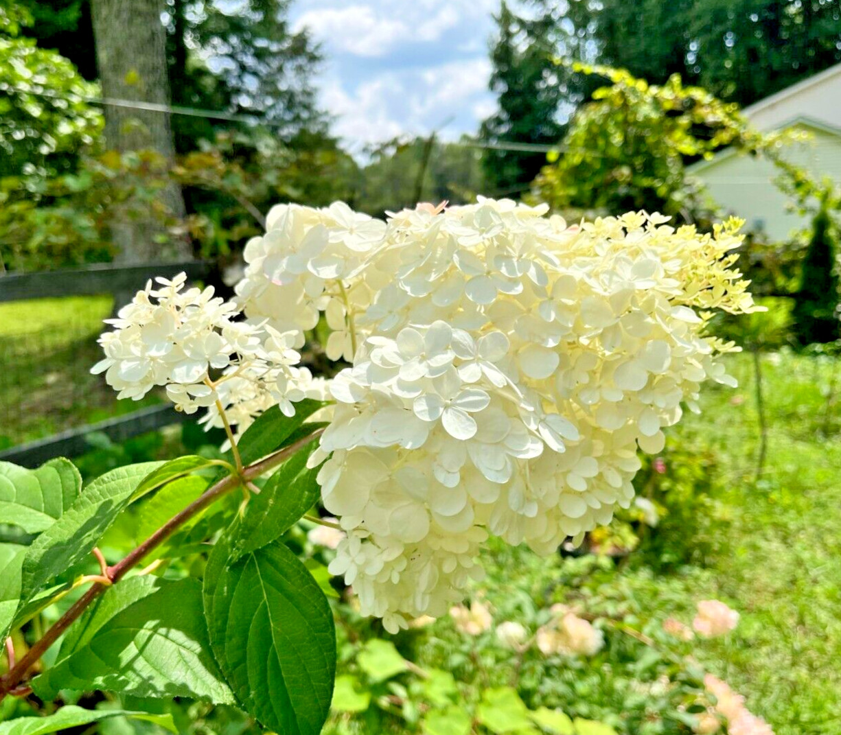 10 thin unrooted cuttings of stunning Vanilla Strawberry Hydrangea bush tree
