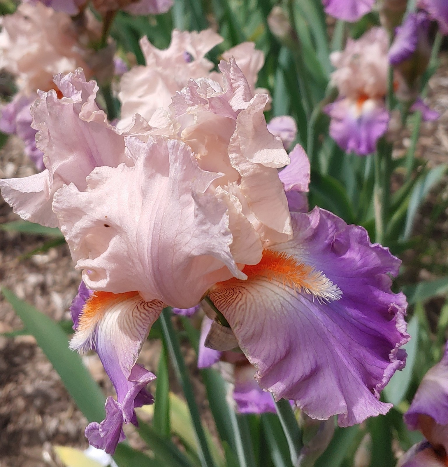Dutchman’s Dream’ TB Bearded Iris Rhizome PRE-SALE to Ship Aug/Sept
