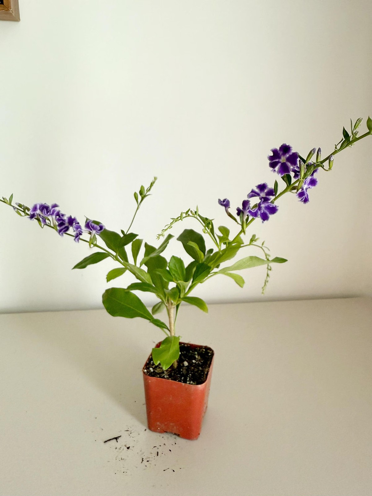 Blue Flower Sapphire Showers Duranta Repens – Shrub for Garden