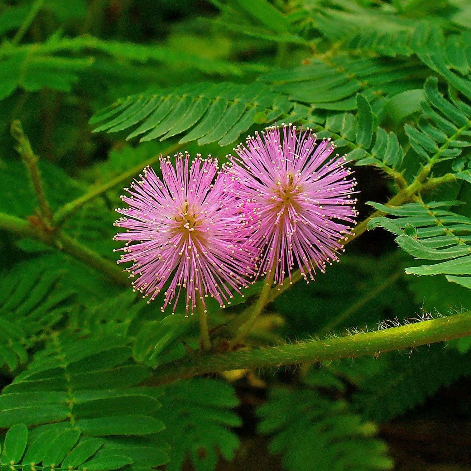 SENSITIVE PLANT Mimosa Pudica – 30+ SEEDS