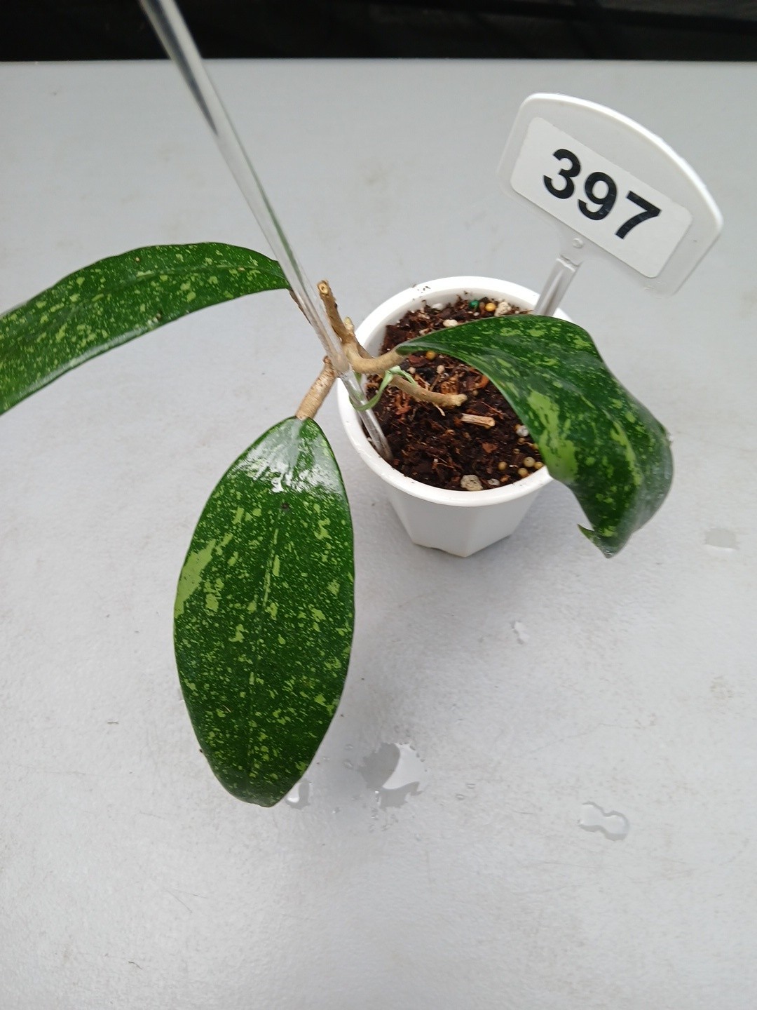 #397- HOYA VIETNAM SPLASH LIVE PLANT, LARGE LEAF,