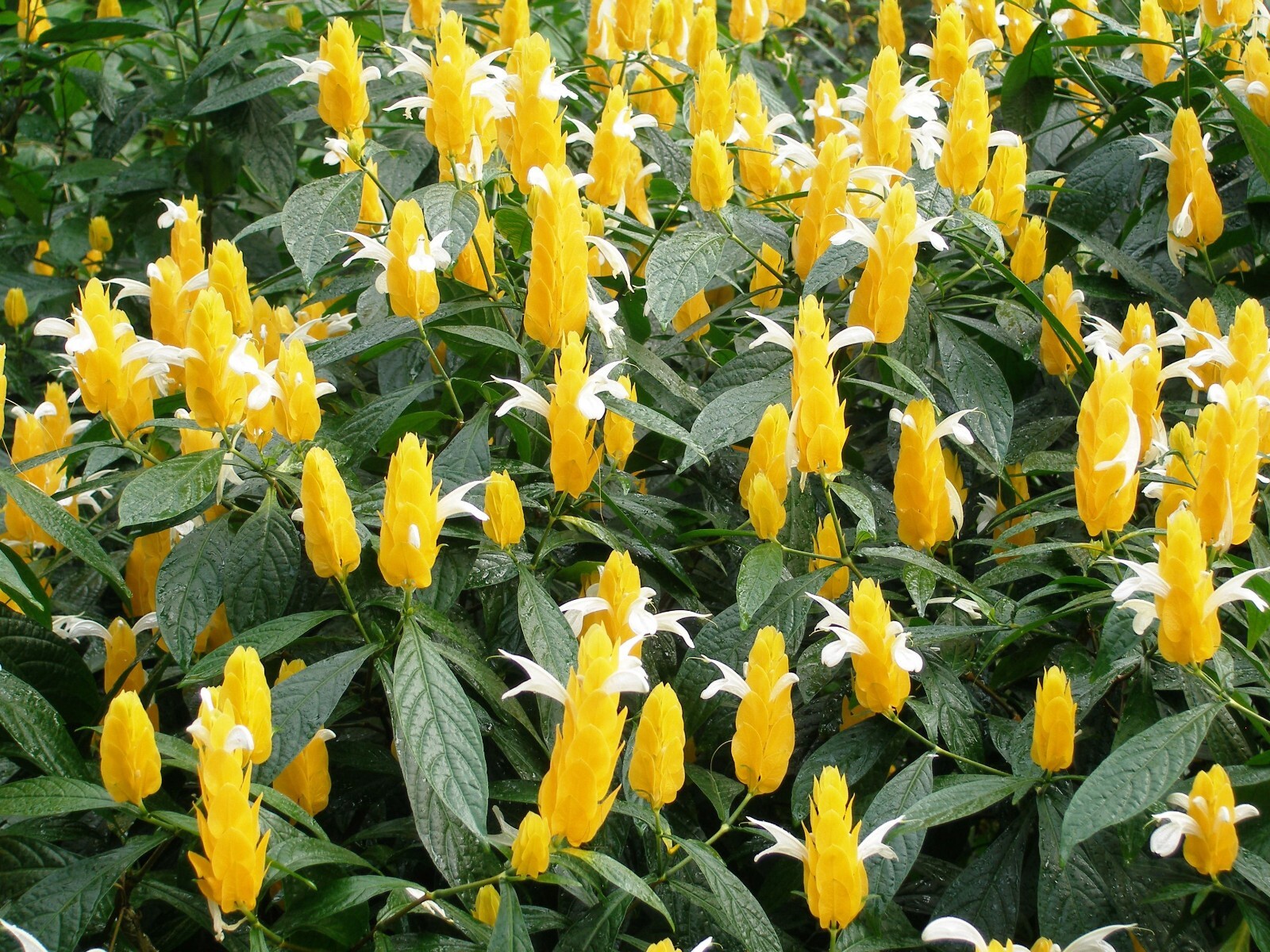 GOLDEN SHRIMP PLANT~~ Justicia brandegeana, Pachystachys Lutea,~~STARTER PLANT!!
