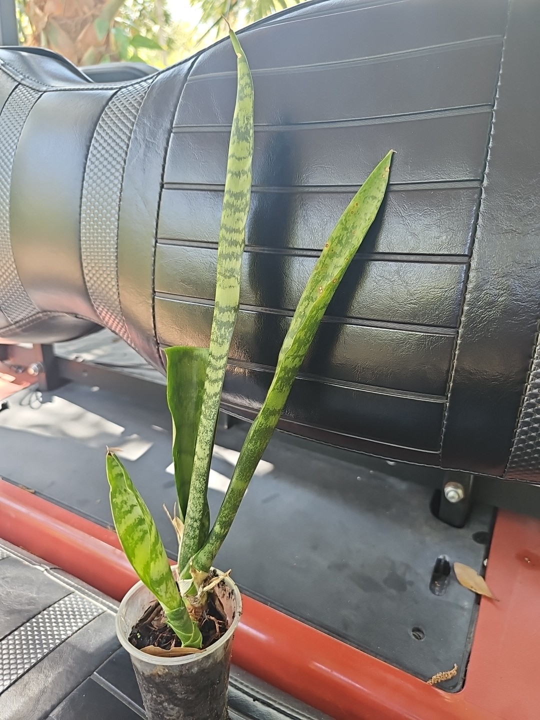 Sansevieria Zeylanica Succulent Mother in Law Plant Bare Root 18″