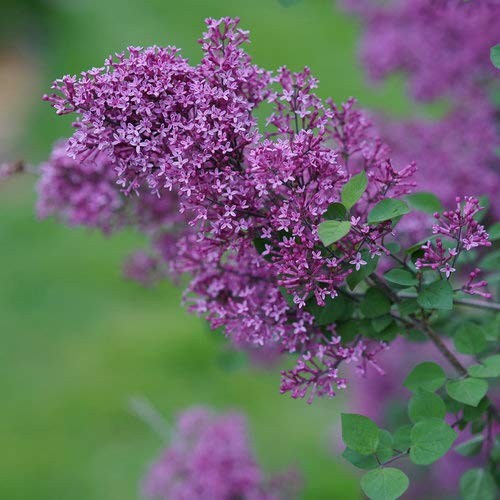 Proven Winners – Syringa x Bloomerang Dark Purple (Reblooming Lilac) Shrub, d…