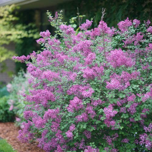 Proven Winners – Syringa x Bloomerang Dark Purple (Reblooming Lilac) Shrub, d…