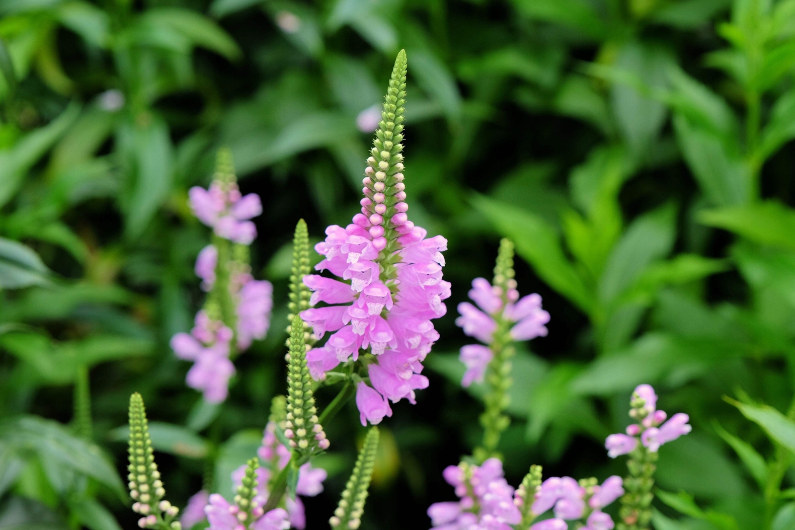 50 PINK Showy OBEDIENT PLANT False DragonHead Physostegia Virginiana Flower Seed