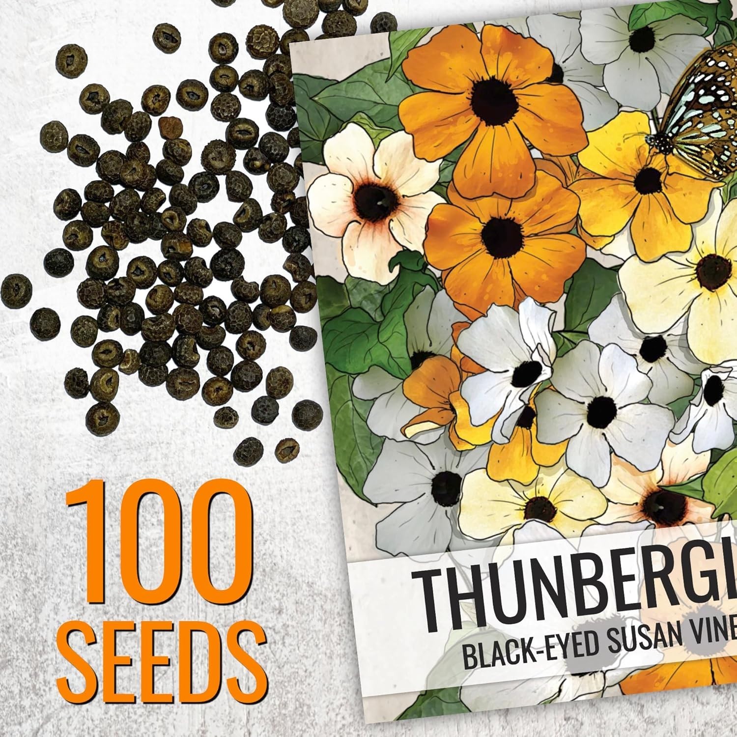 Thunbergia Alata Black-Eyed Susan Vine Seeds – Annual Blooms & Garden Privacy