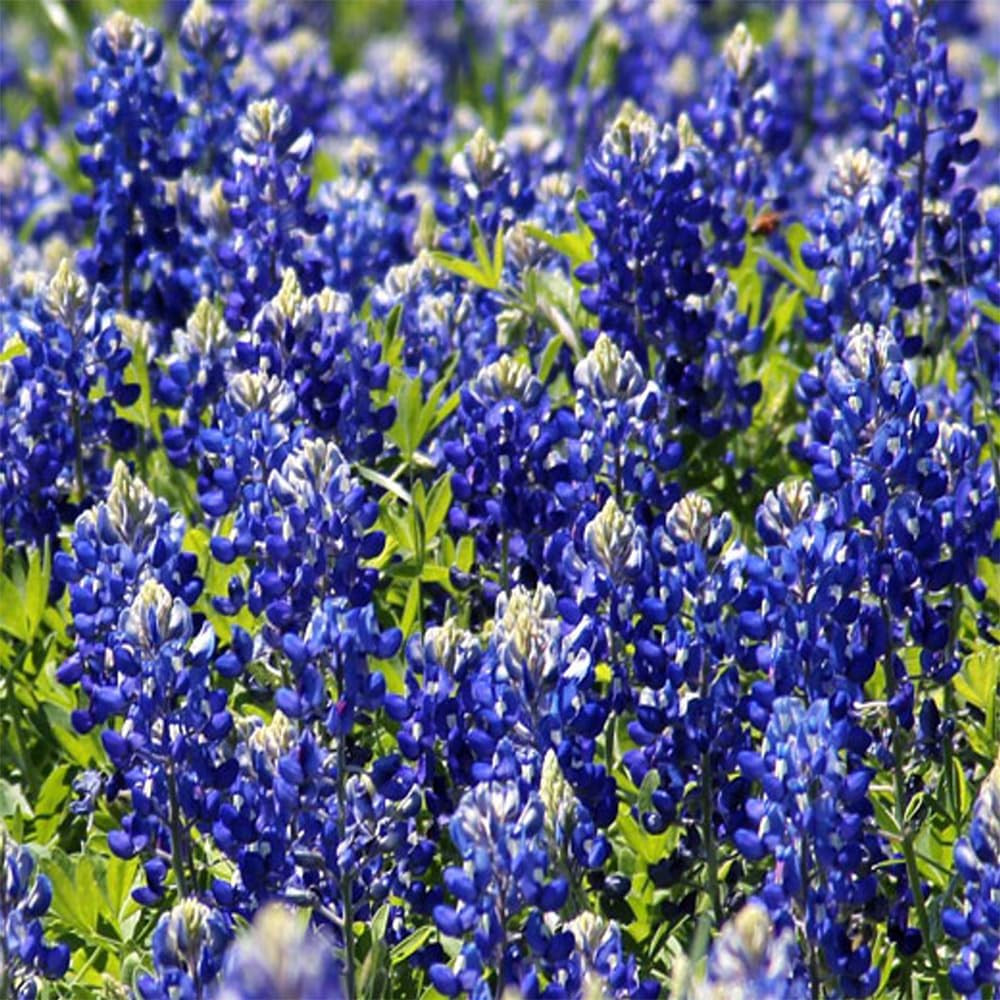 750+ Texas Bluebonnet Wildflower Seeds for a Stunning Home Garden