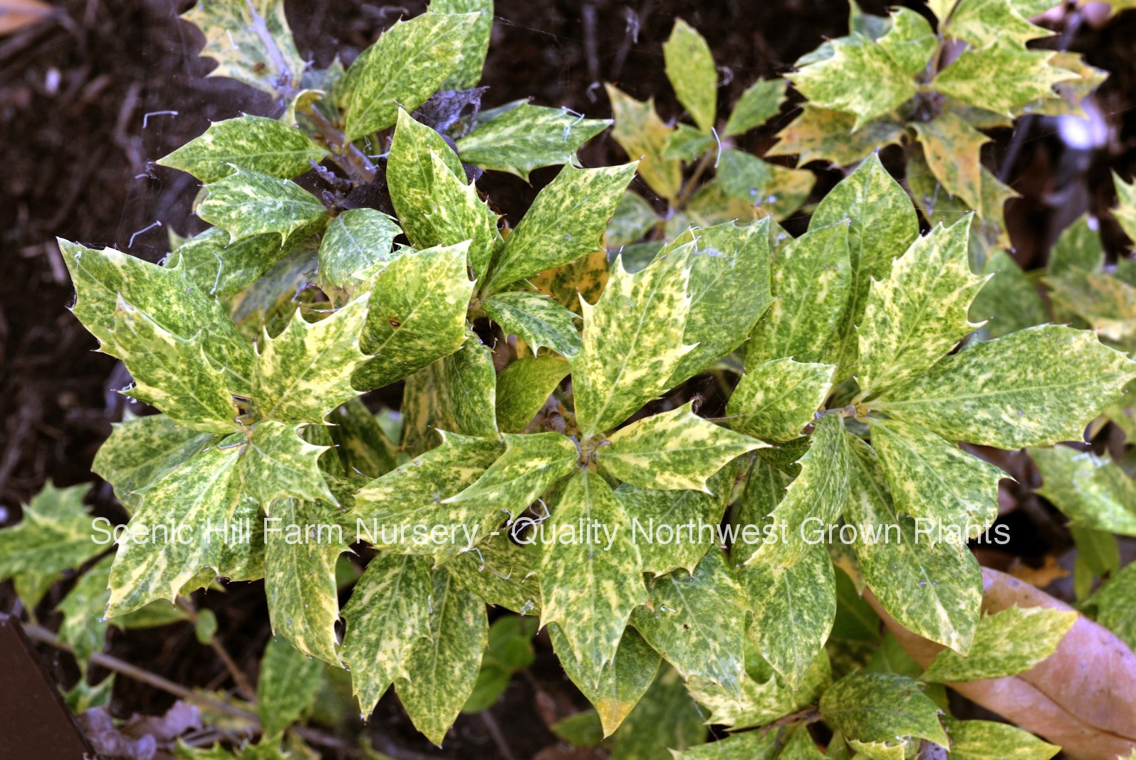 Osmanthus heterophyllus ‘Goshiki’- Tea Olive/ Variegated Holly Leaf Osmanthus