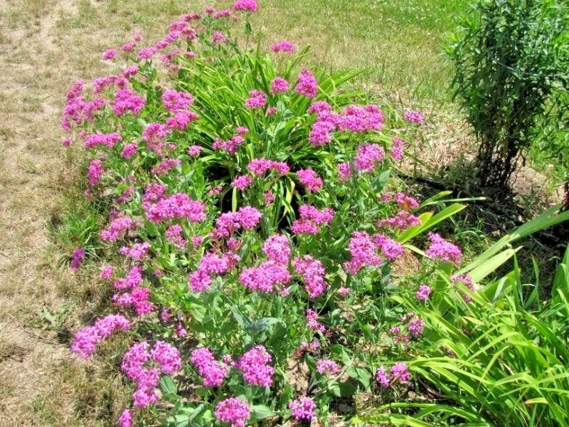 1000+CATCHFLY Flower Seeds None So Pretty Native Wildflower Patio Container Easy