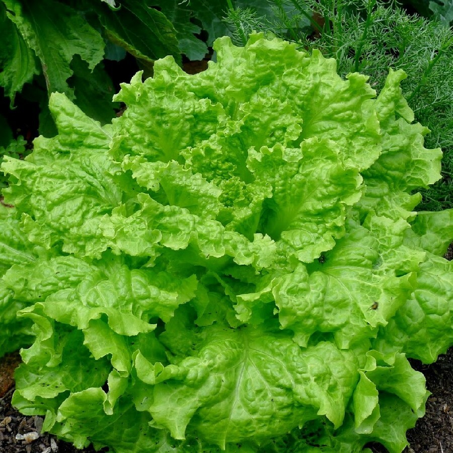 Black Seeded Simpson Leaf Lettuce Seeds, Looseleaf, Heirloom, NON-GMO, FREE SHIP