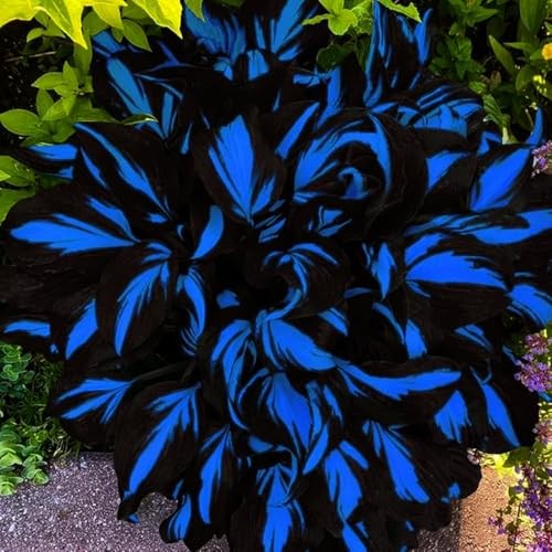 Mixed Hosta Seeds Collection(300+ Seeds),Variegated & Blue Foliage Shade