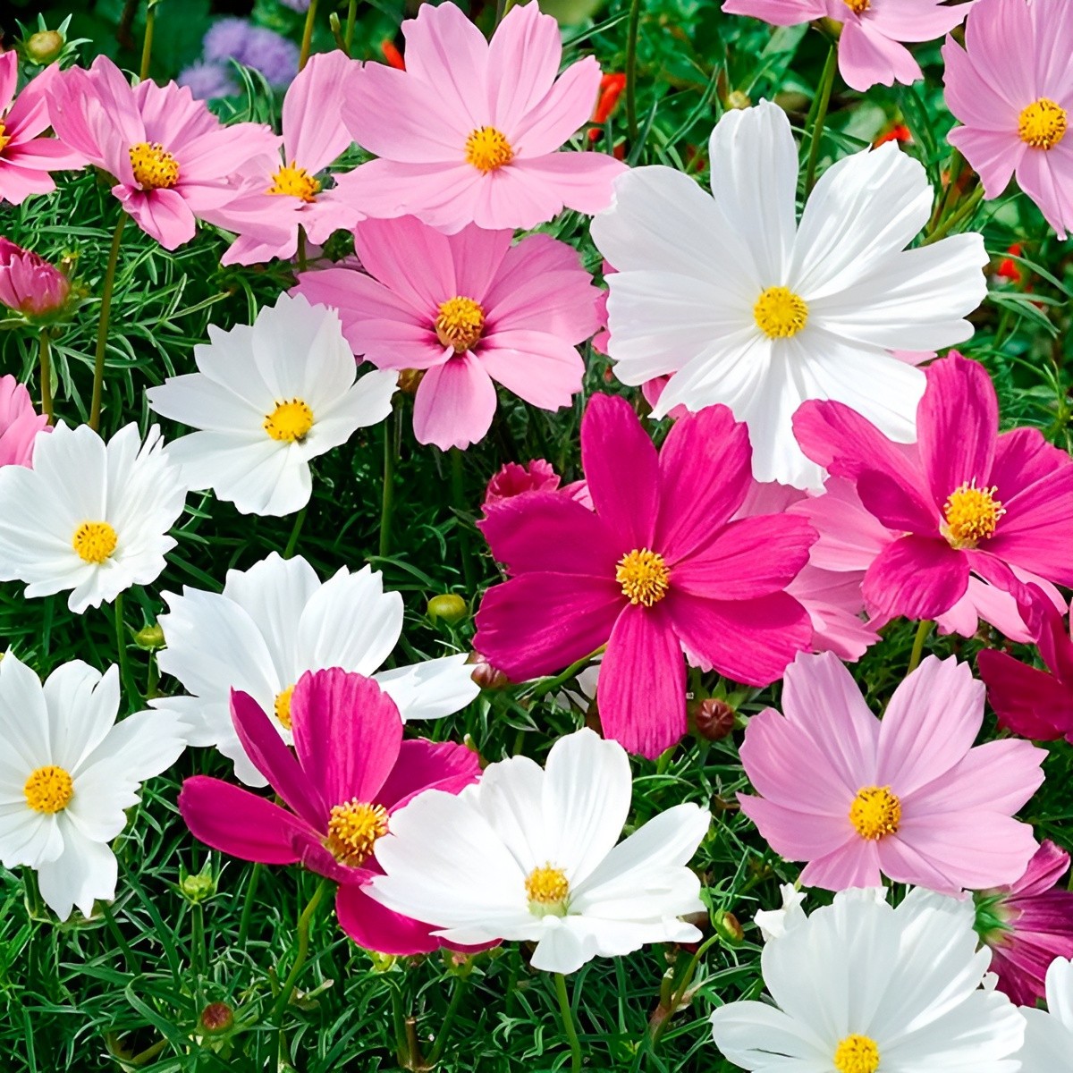 250 Sensation Cosmos Seeds – Classic Cosmos – Easy to Grow & Long Blooming