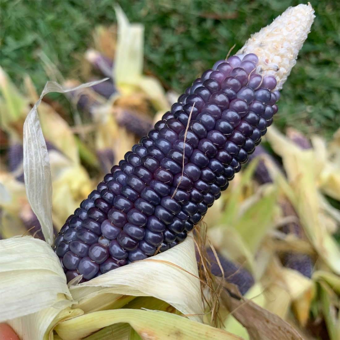 Rio Grande Blue Ornamental Corn Seeds | Hopi Azul Flint Indian Dent Seed 2024