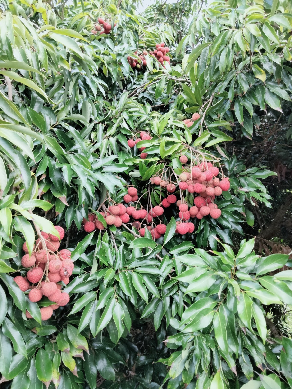  LYCHEE KAIMANA FRUIT TREE 4 CUTTINGS FROM 5″-6″ LONG UNROOTED  FOR GRAFTING