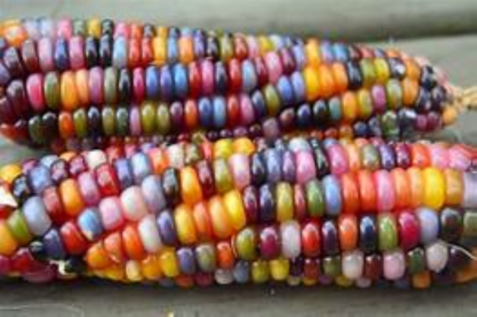 35 Glass Gem Corn Seeds