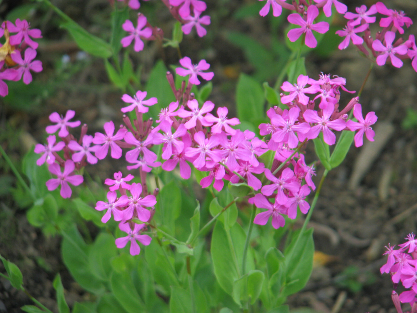 Silene Armeria – None so Pretty seed