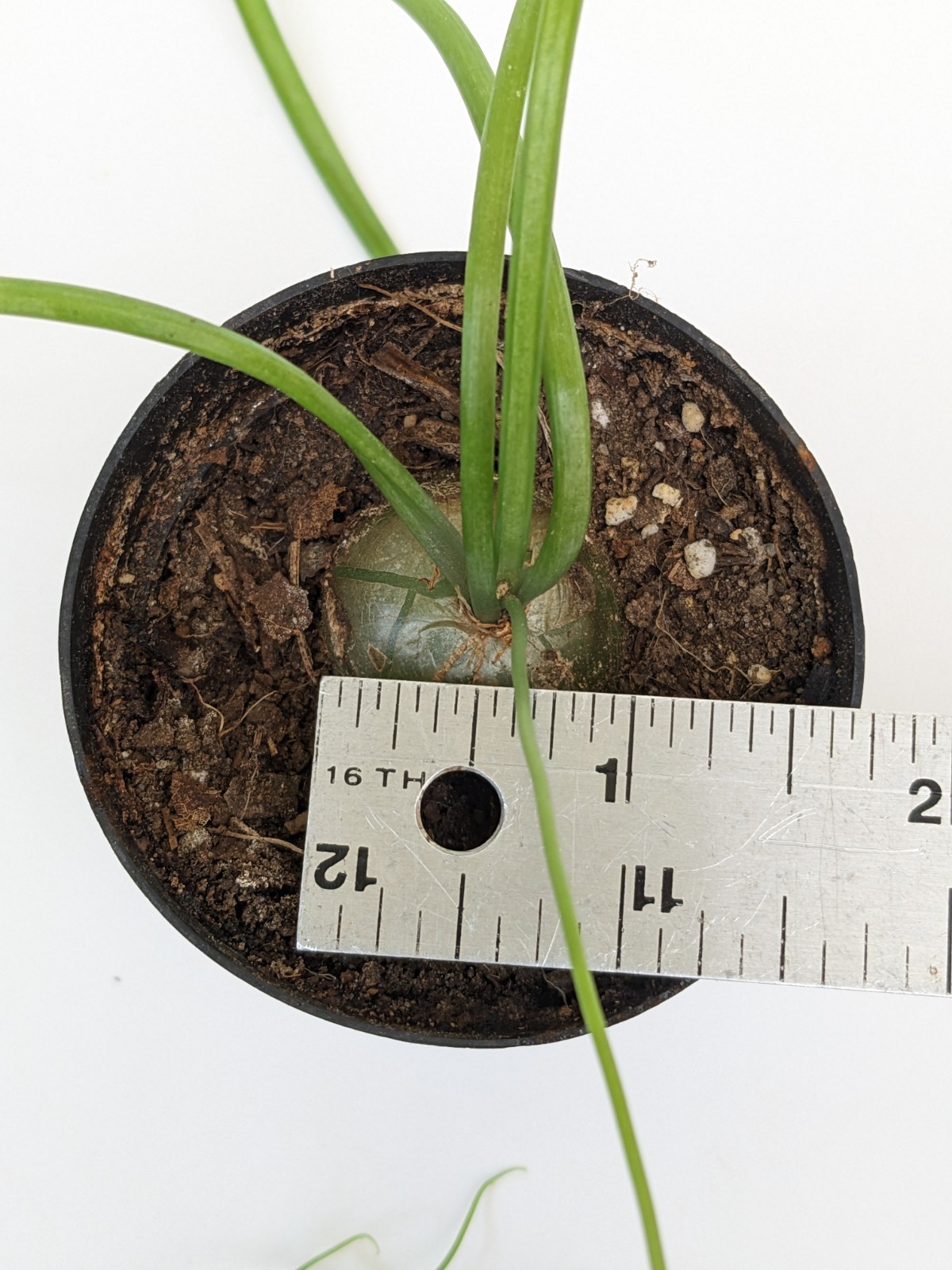 bowiea volubilis Climbing Onion plant, 3/4 to 1 inch bulb