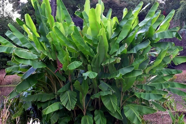 Pink Dwarf Banana Tree Fruit Plant Seeds (Musa velutina) Rare Fast Hardy-Zone 7b