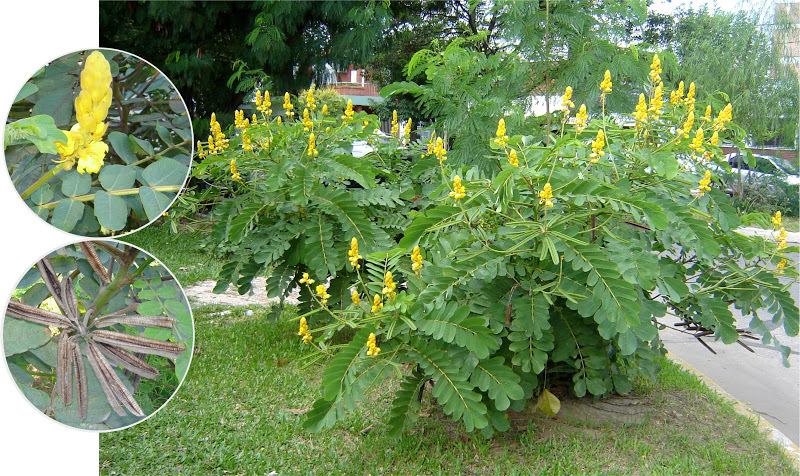Candle Bush, (Senna alata), Cassia alata, Shrub Seeds