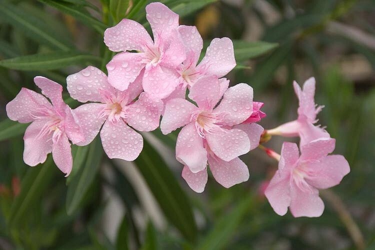 Oleander cuttings for rooting (8)red or pink or mix 2025 season