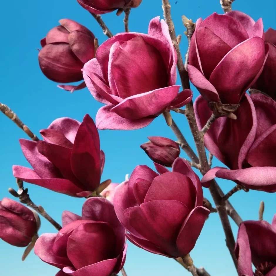 Genie~Magnolia Hybrid Tree~Deep Plum purple Fragrant Blooms! Large 1 Gallon Pot