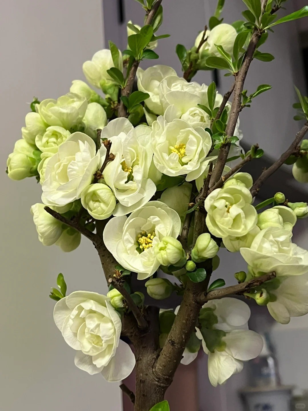 Japanese Flowering Quince ‘Emerald Begonia’ Live Plant 2 Gal Chaenomeles Bonsai