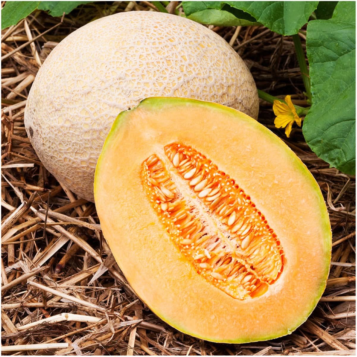 Hales Best Jumbo Melon Seeds For Planting (Cucumis melo)