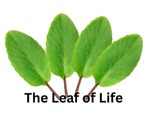 Kalanchoe Pinnata ~10 Leaves ~Miracle Wonder Leaf ~Medicinal | Planting .